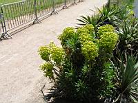 Euphorbia Characias subsp Wulfenii, fam. Euphorbiacees, Rg mediterraneennes orientales (3) (Photo F. Mrugala)